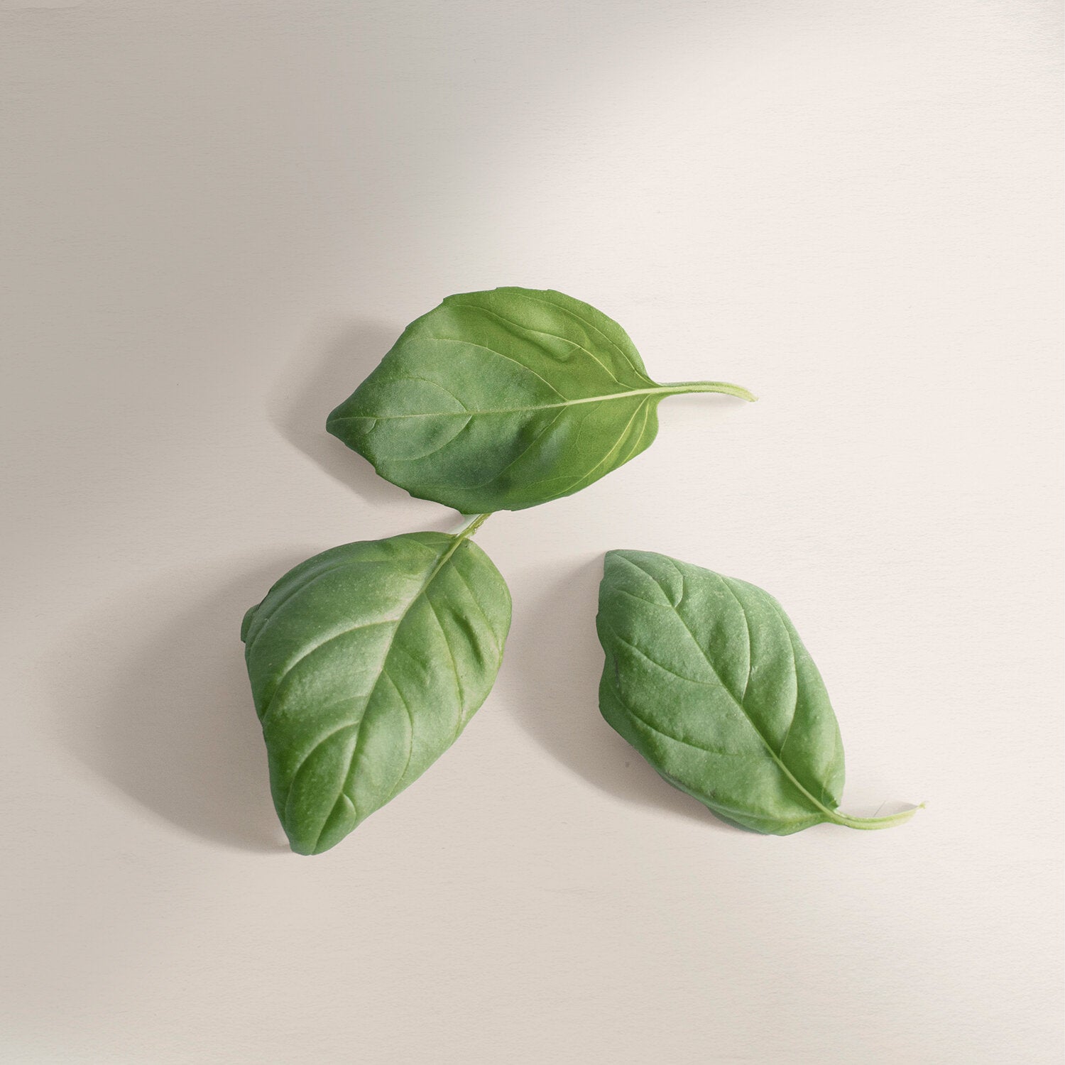 Basil Leaves